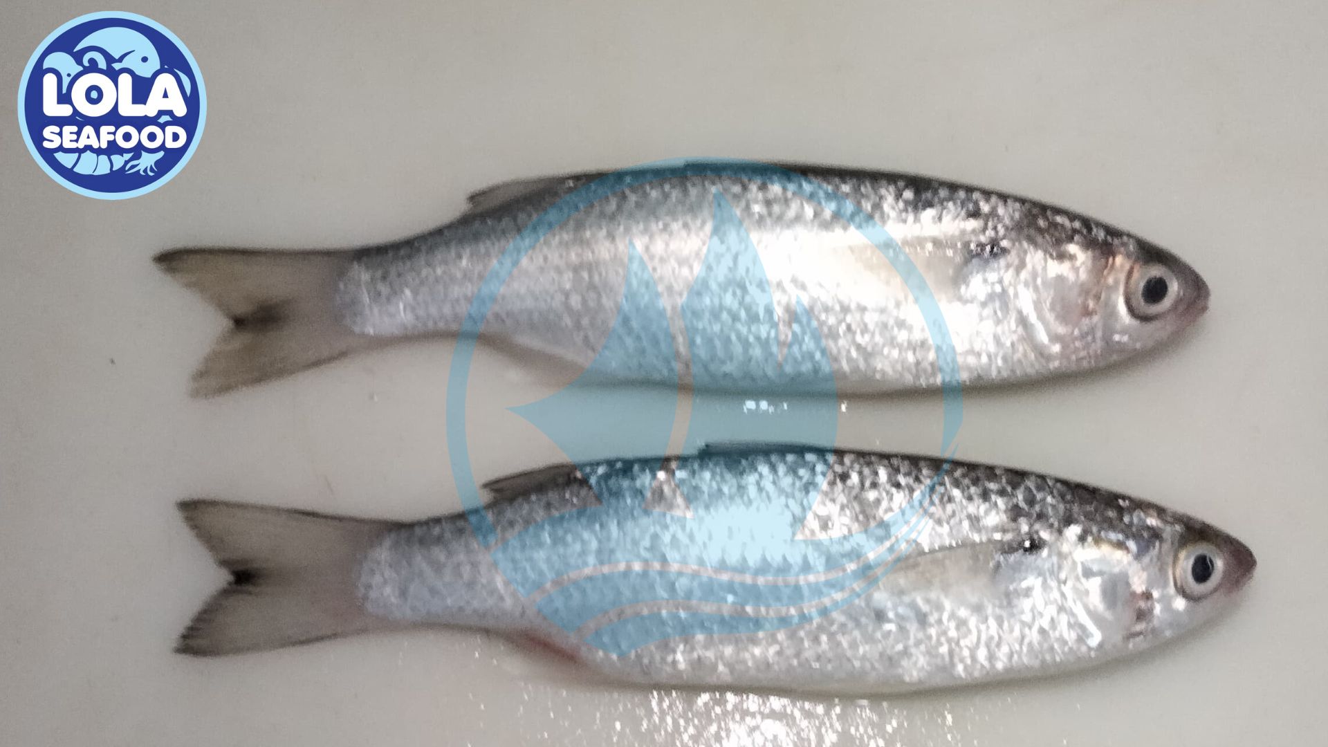 Whiting Fish Whole Round