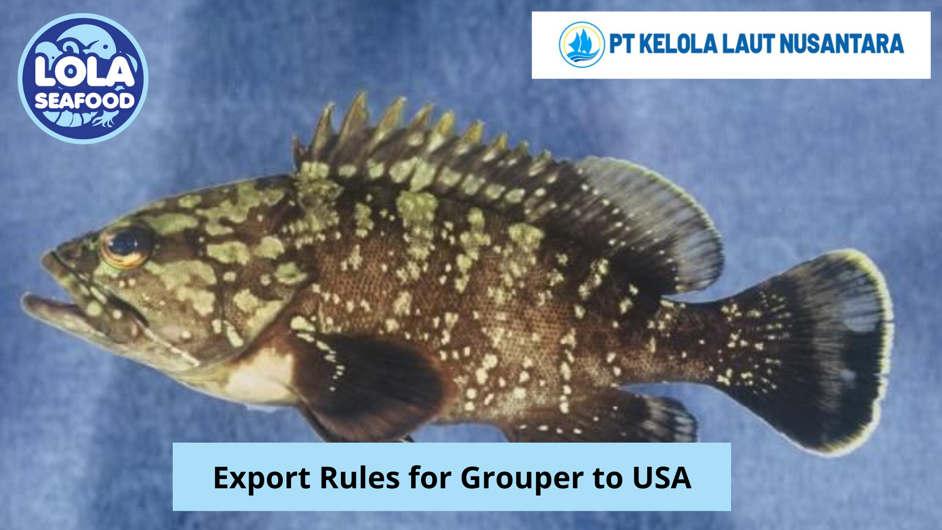 Export Rules for Grouper to USA