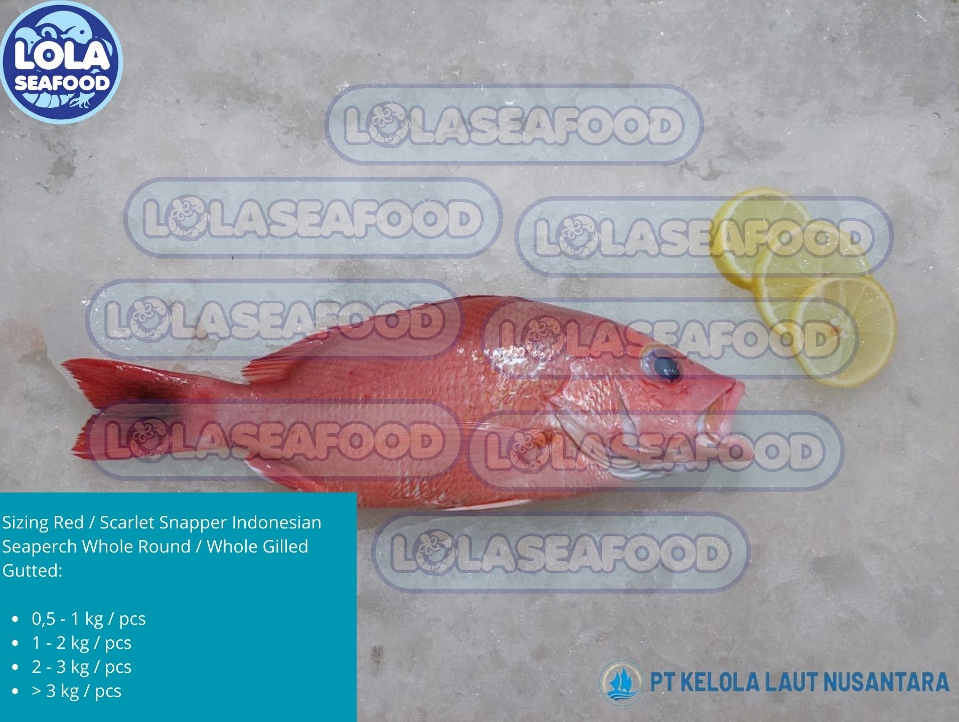 Red / Scarlet Snapper Indonesian Seaperch Whole Round / Whole Gilled Gutted Scaled