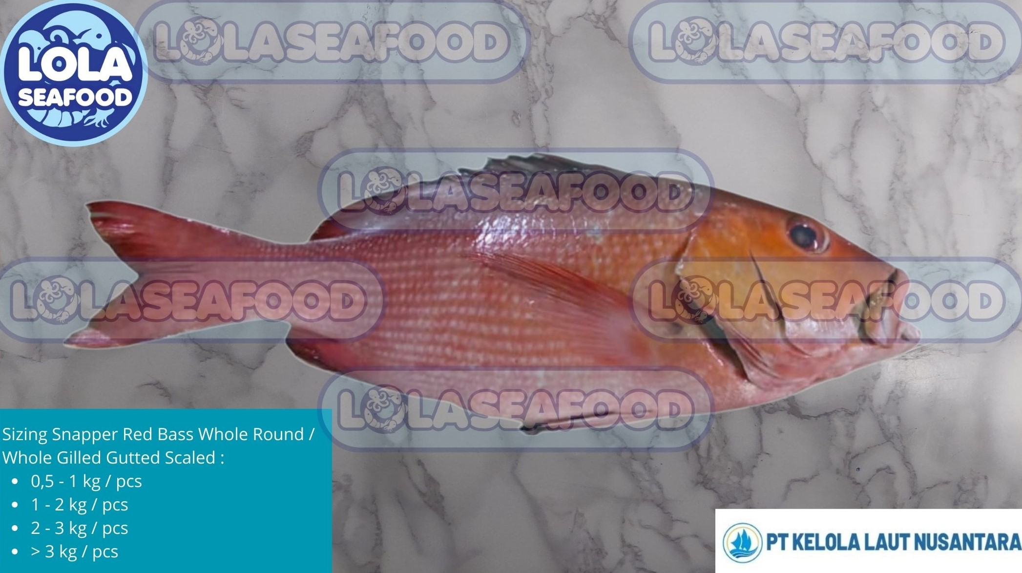 Snapper / Red Bass Whole Round / Whole Gilled Gutted Scaled