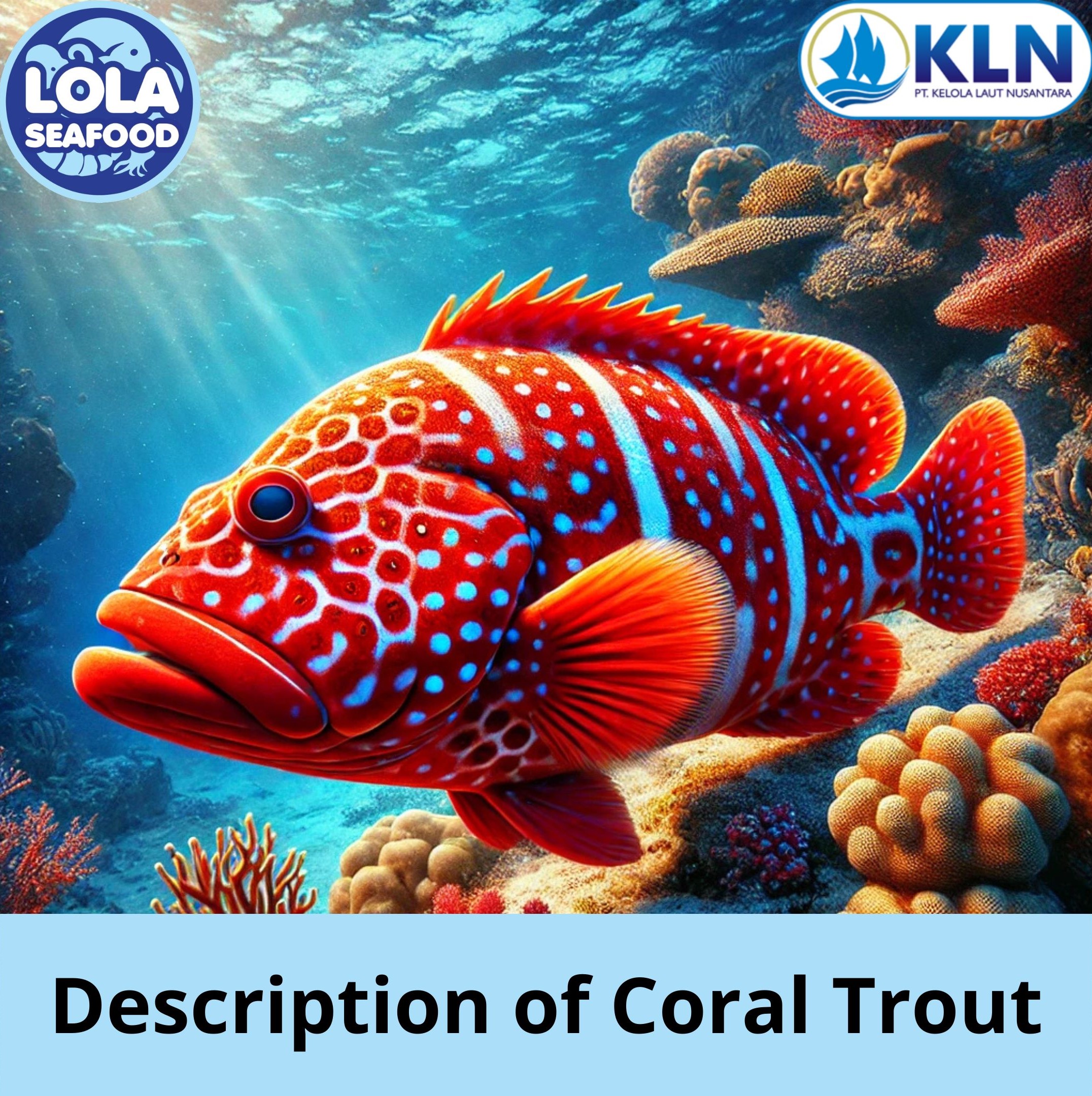 Here Are the Description of Coral Trout