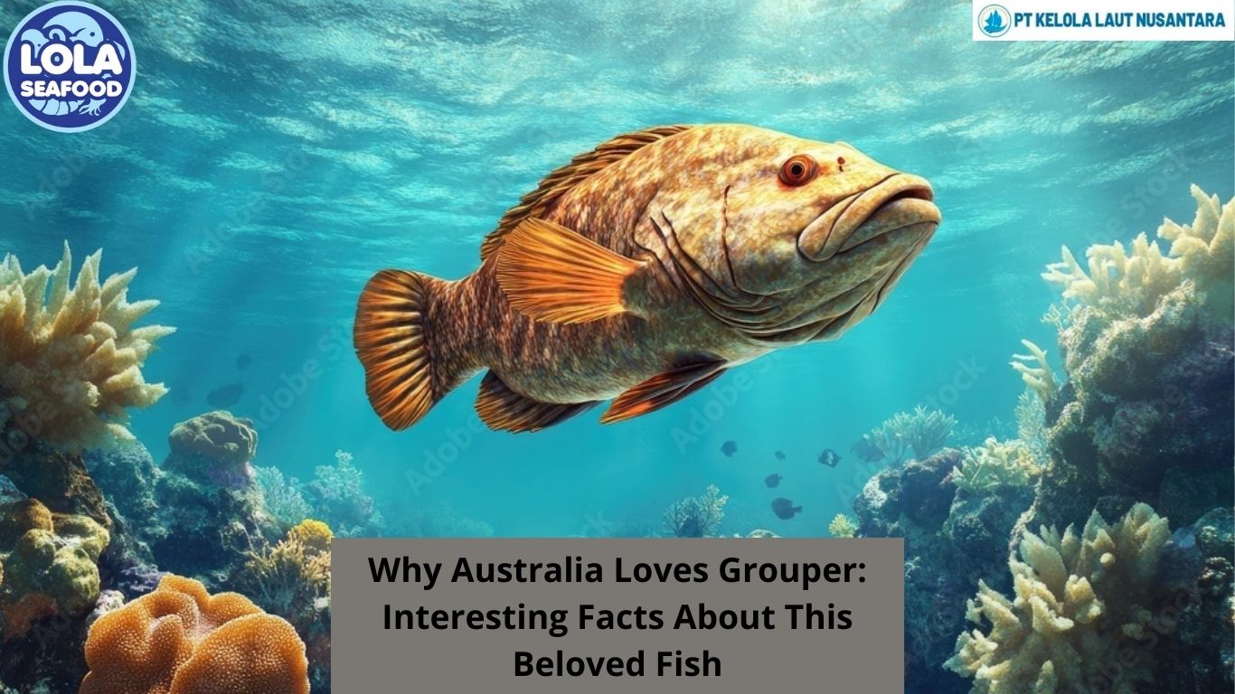 Why Australia Loves Grouper: Interesting Facts About This Beloved Fish