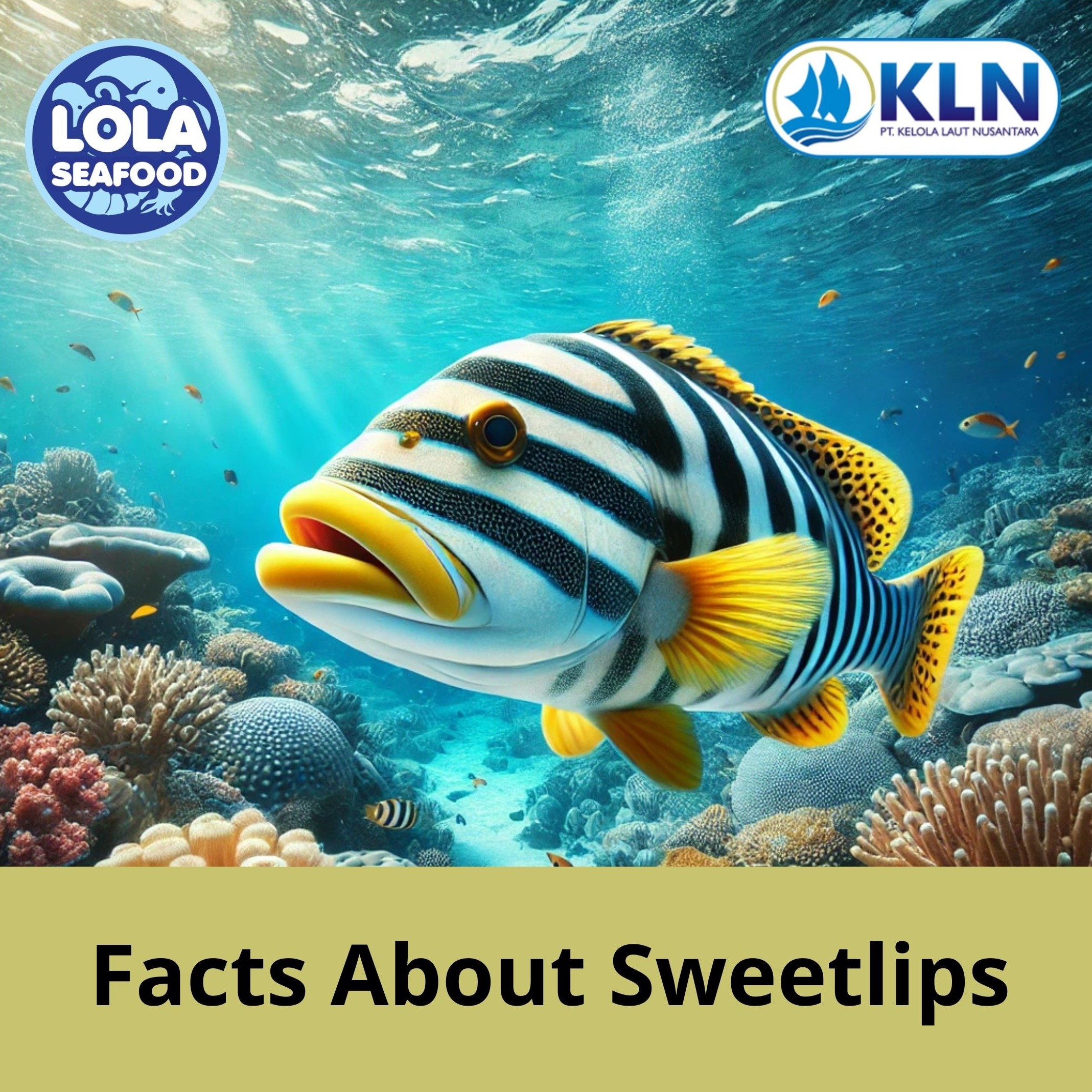 Things You Need to Know About Sweetlips