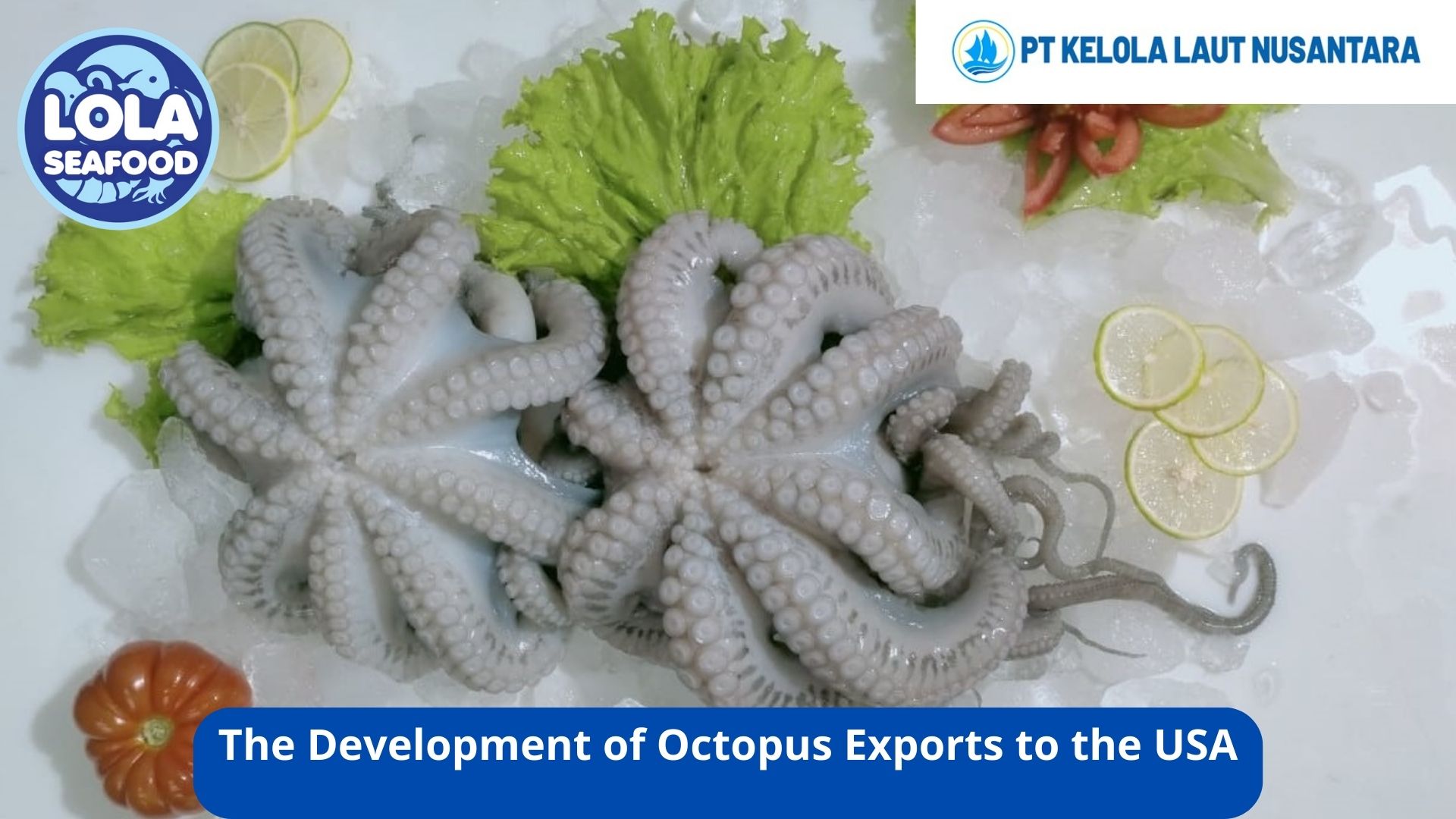 The Development of Octopus Exports to the USA