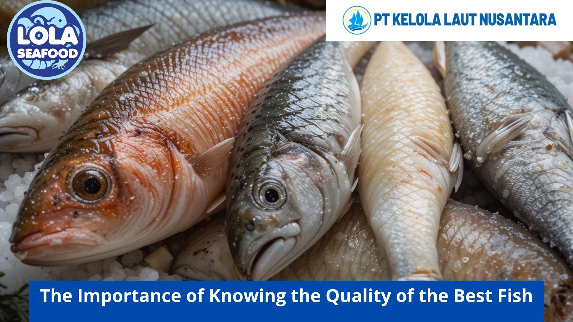 The Importance of Knowing the Quality of the Best Fish