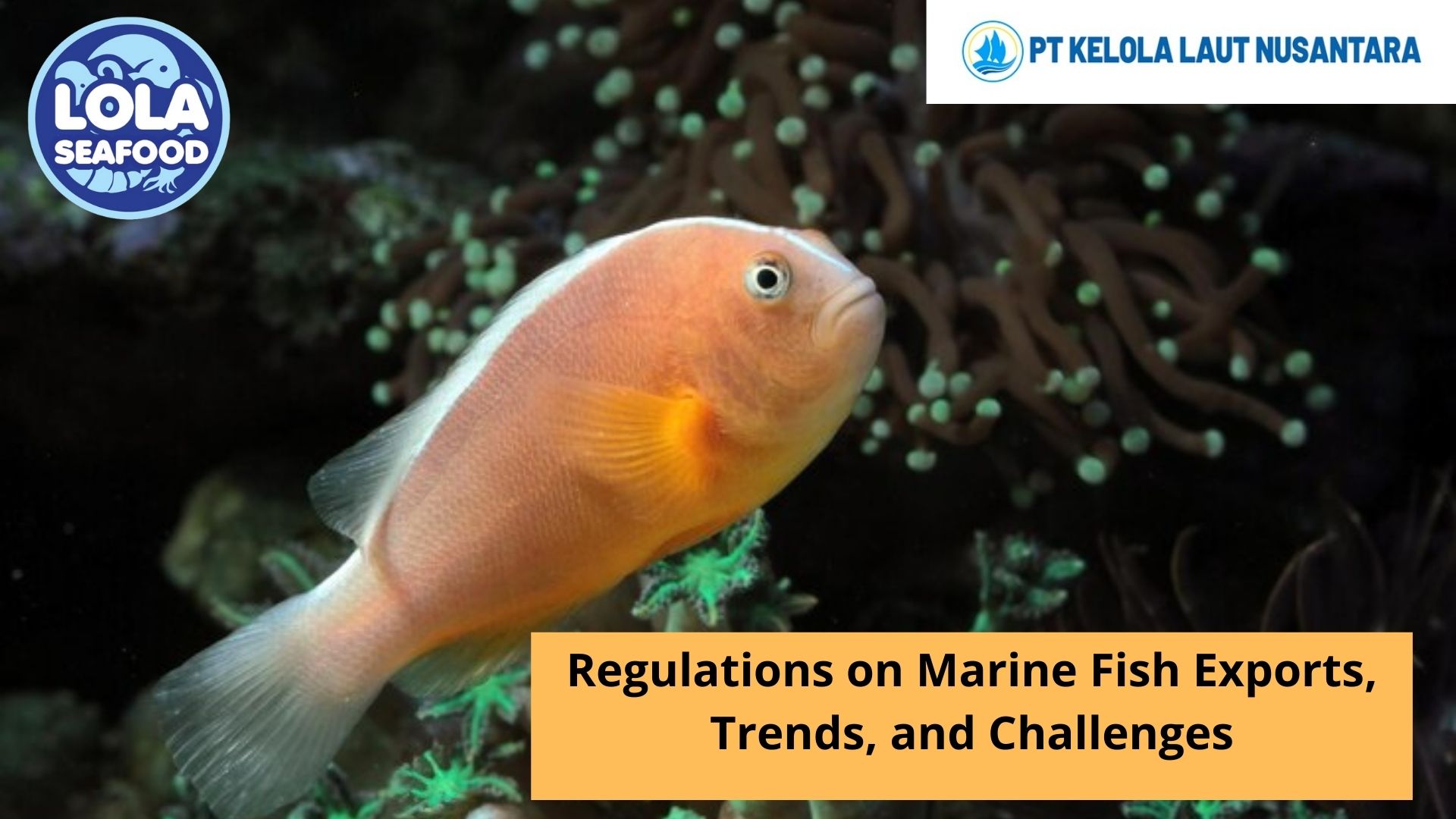 Regulations on Marine Fish Exports, Trends, and Challenges