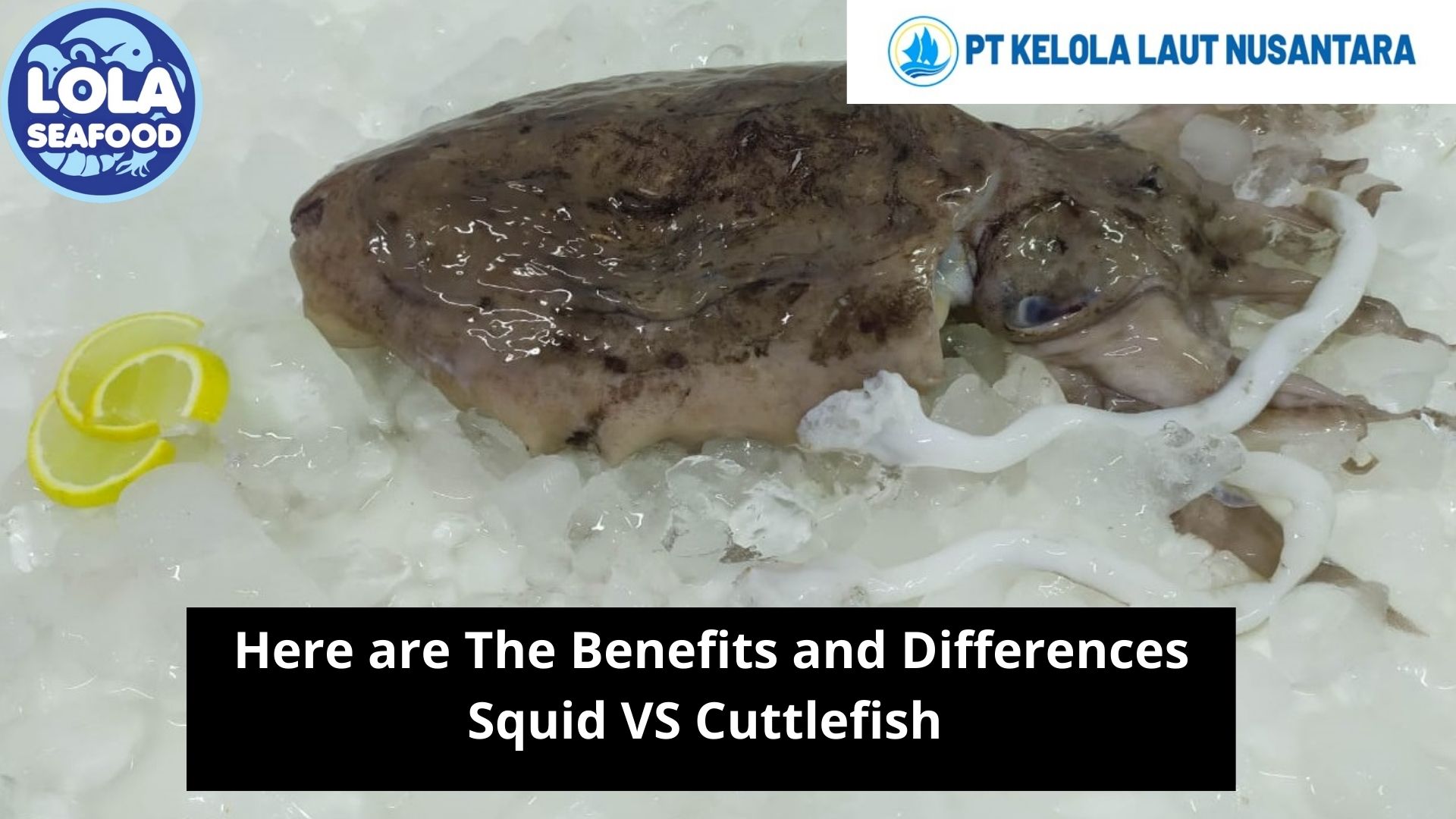 Here are The Benefits and Differences Squid VS Cuttlefish 